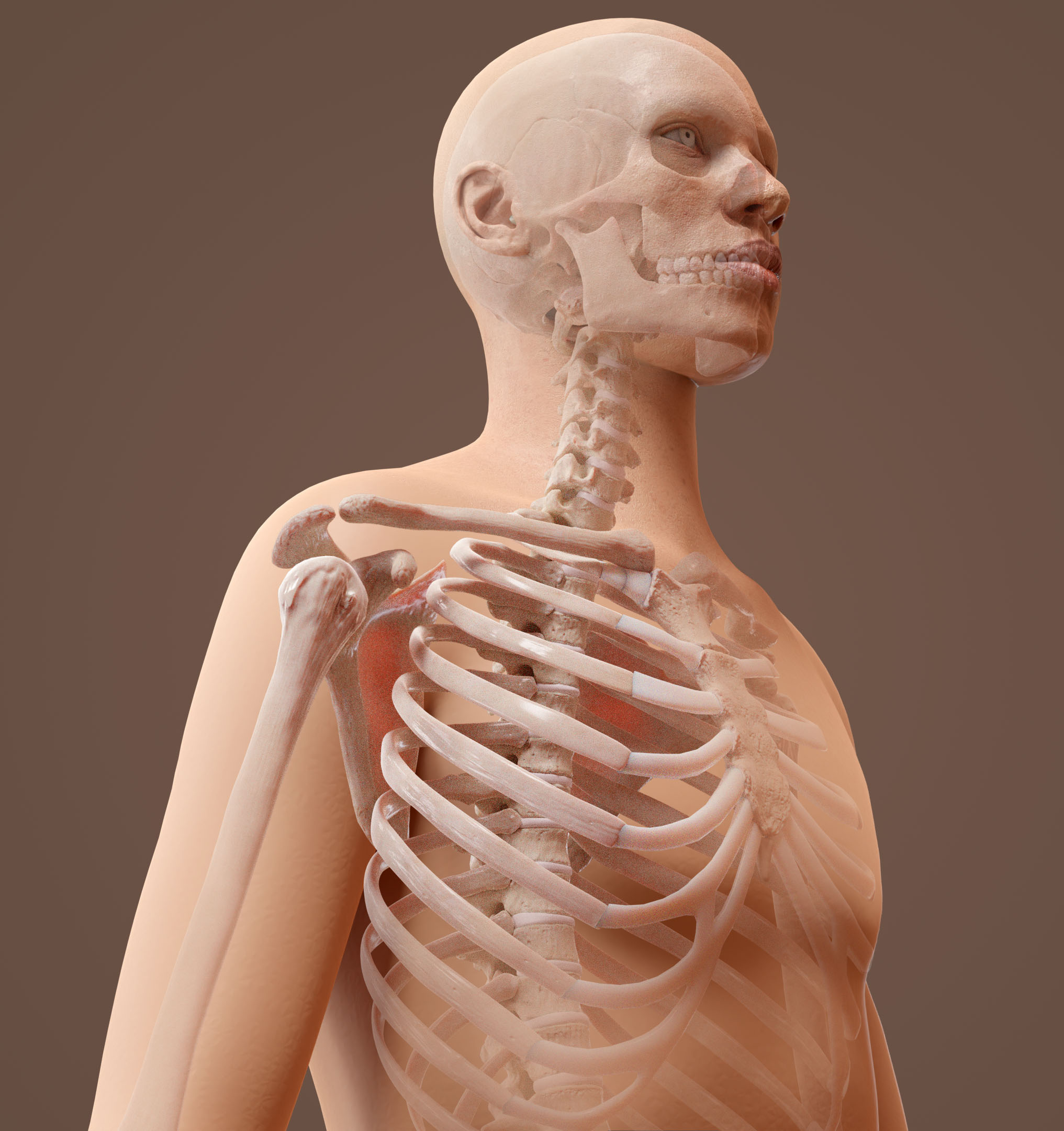 Skeleton overlay