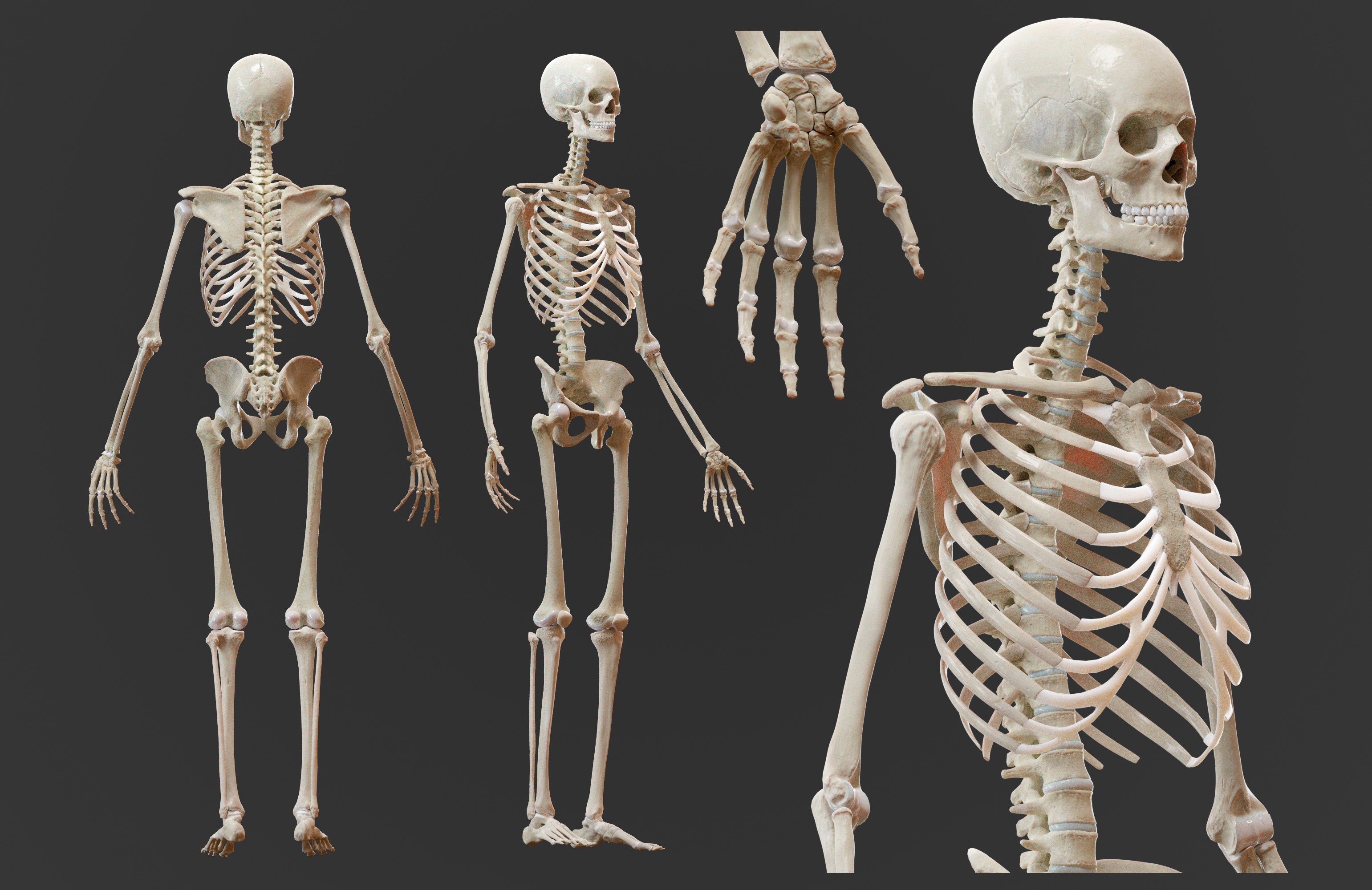 Skeleton