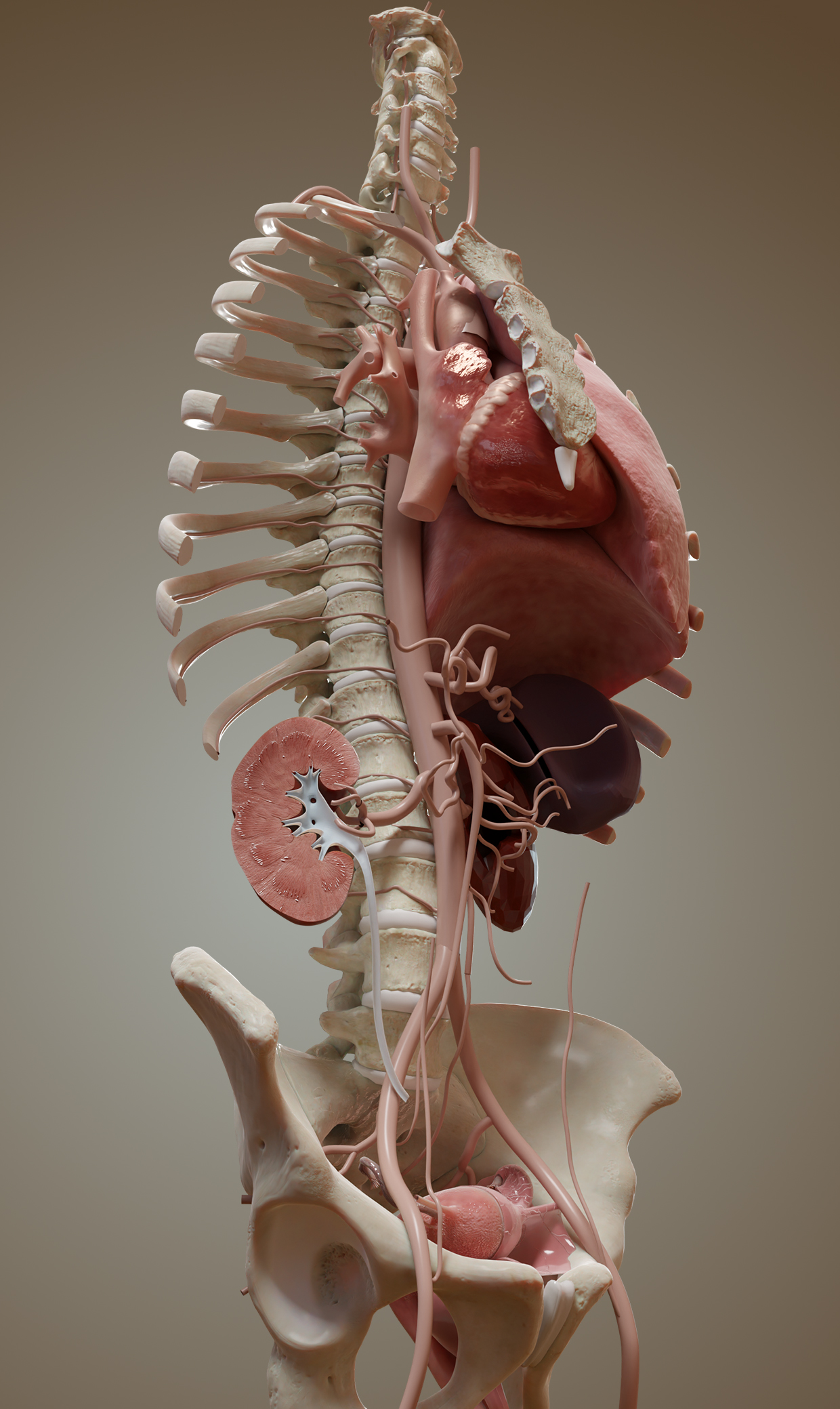 Aorta