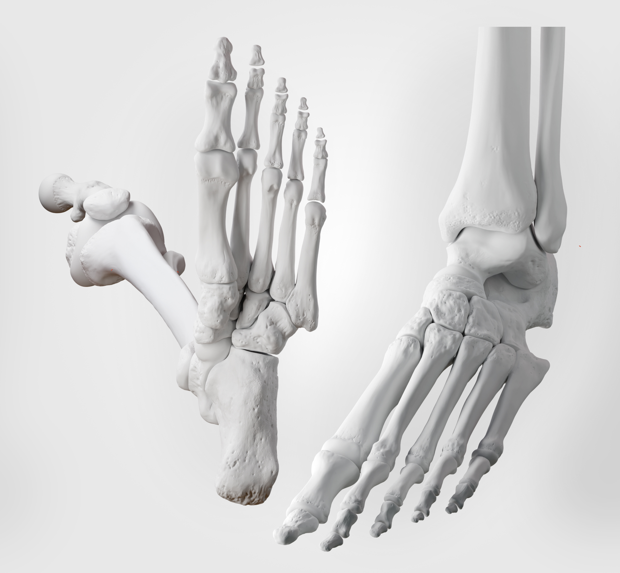Bones of the foot