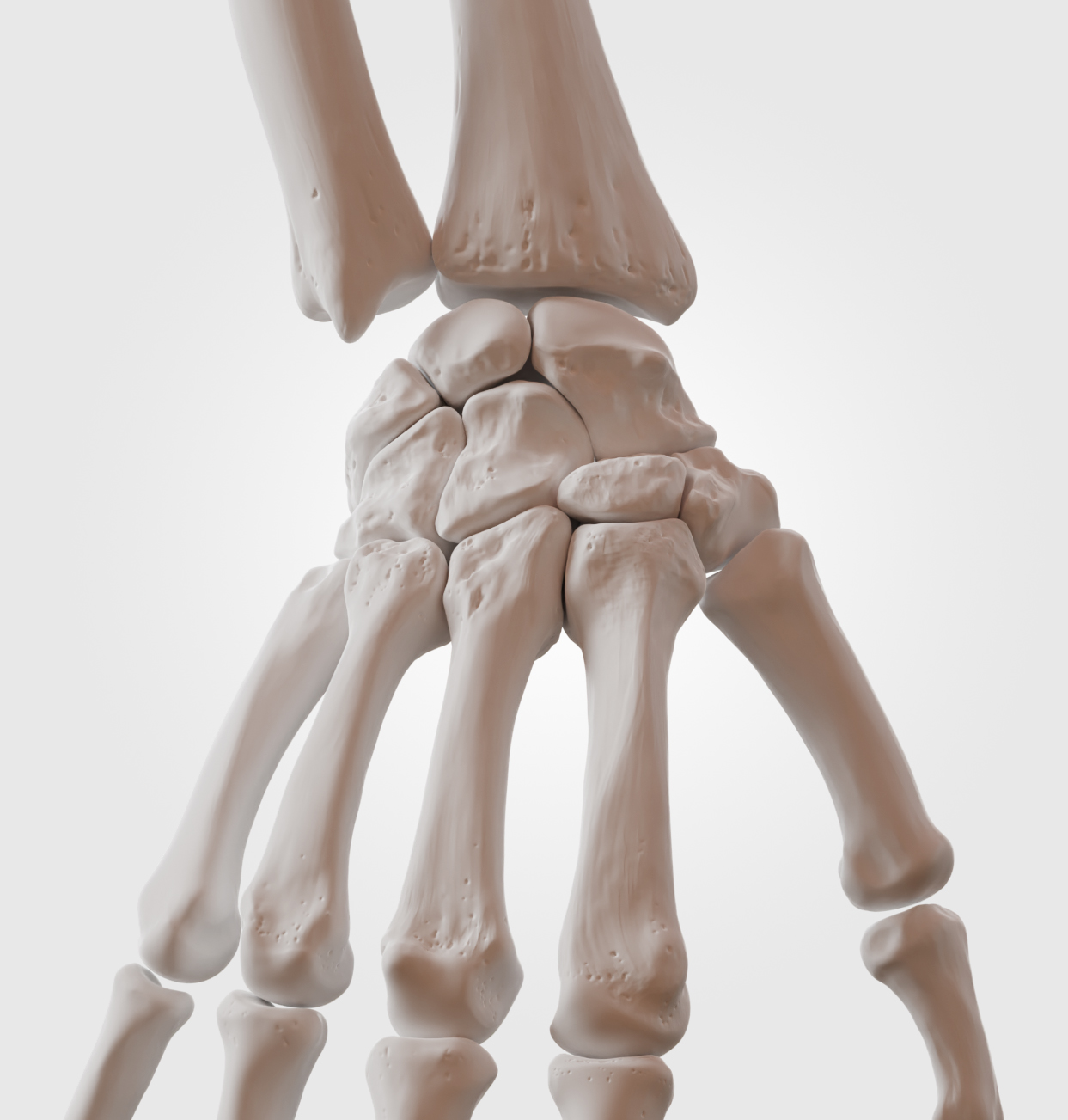 Bones of the hand and wrist