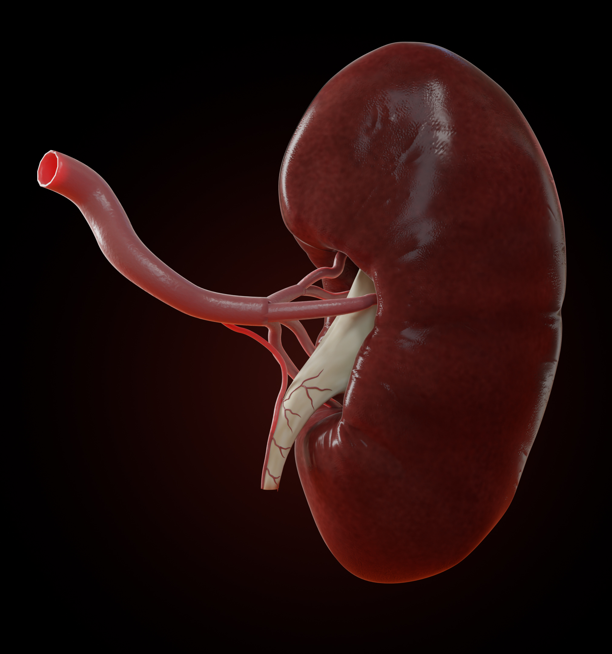 Kidney