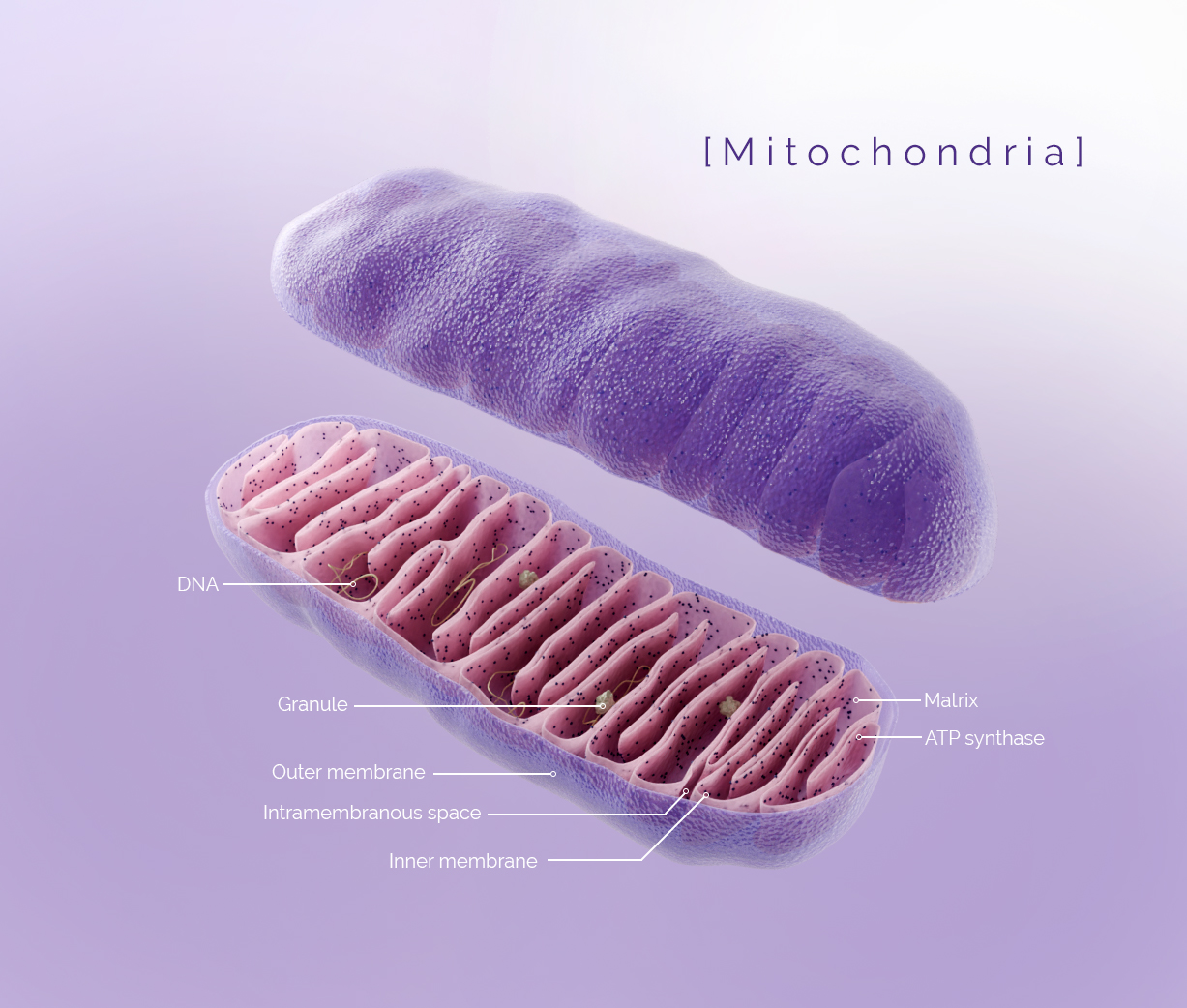Mitochondria model