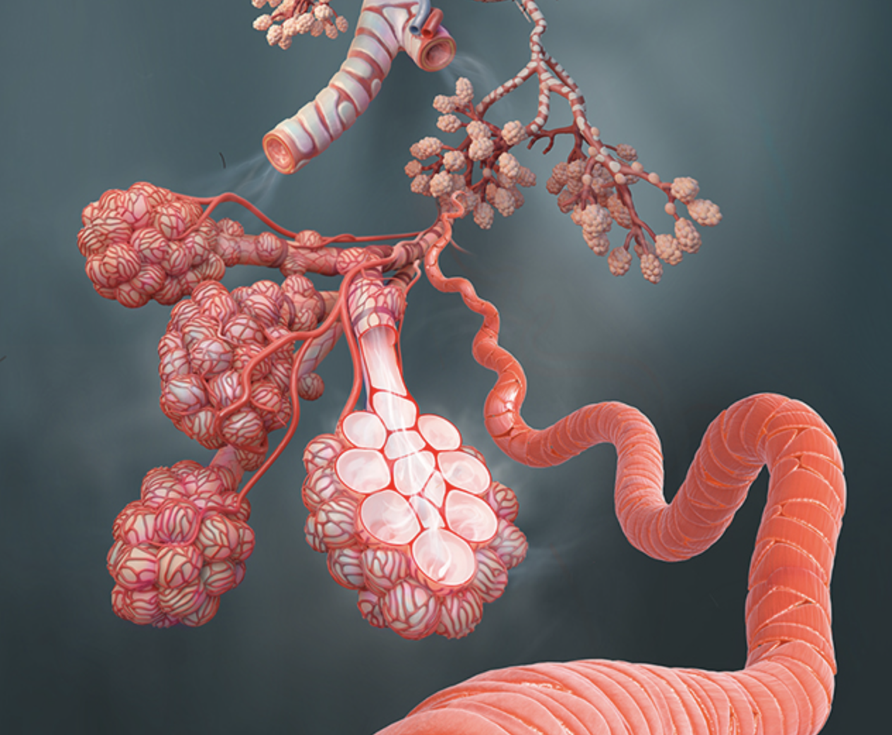 Bronchioles