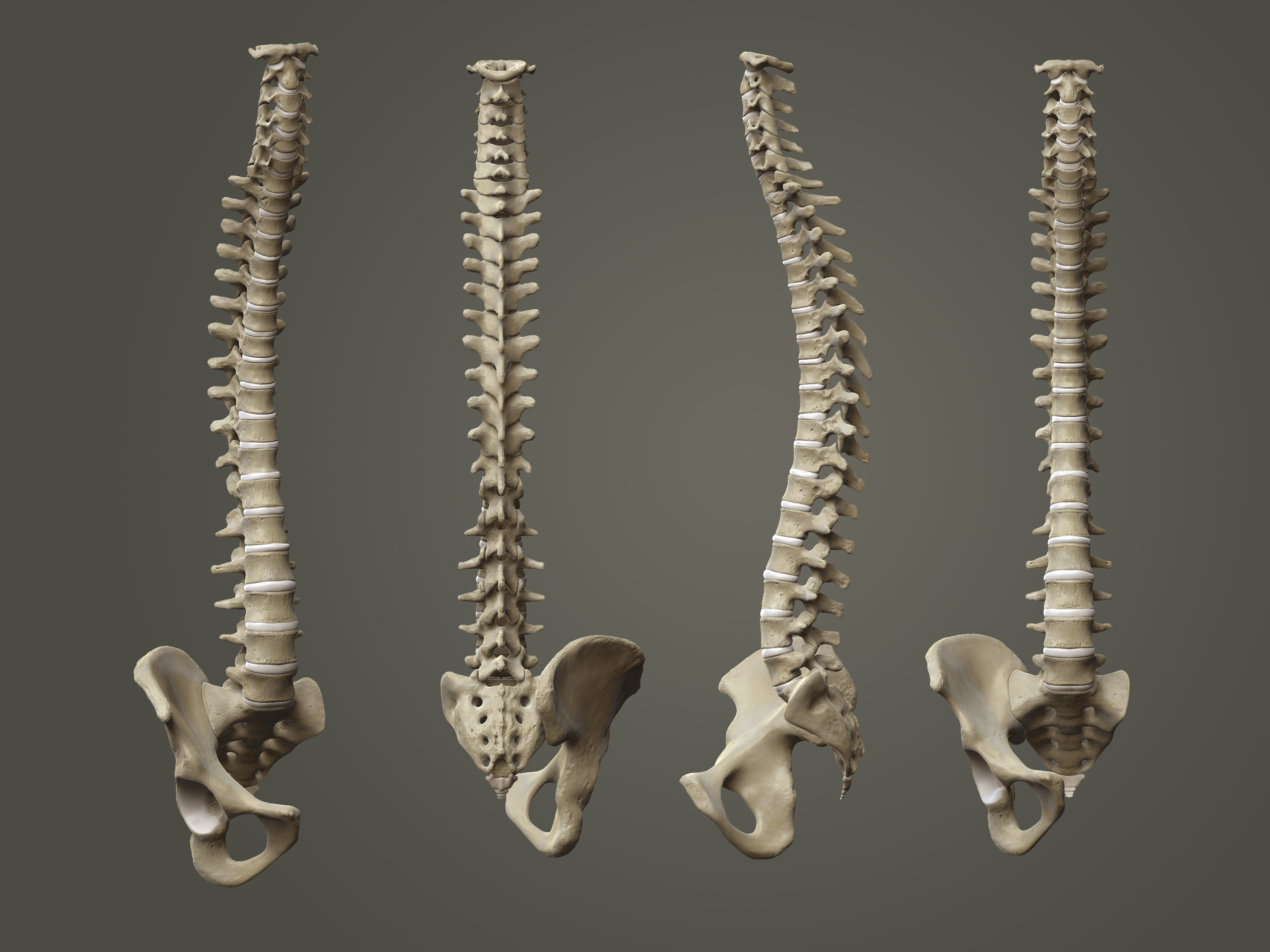 3D skeleton