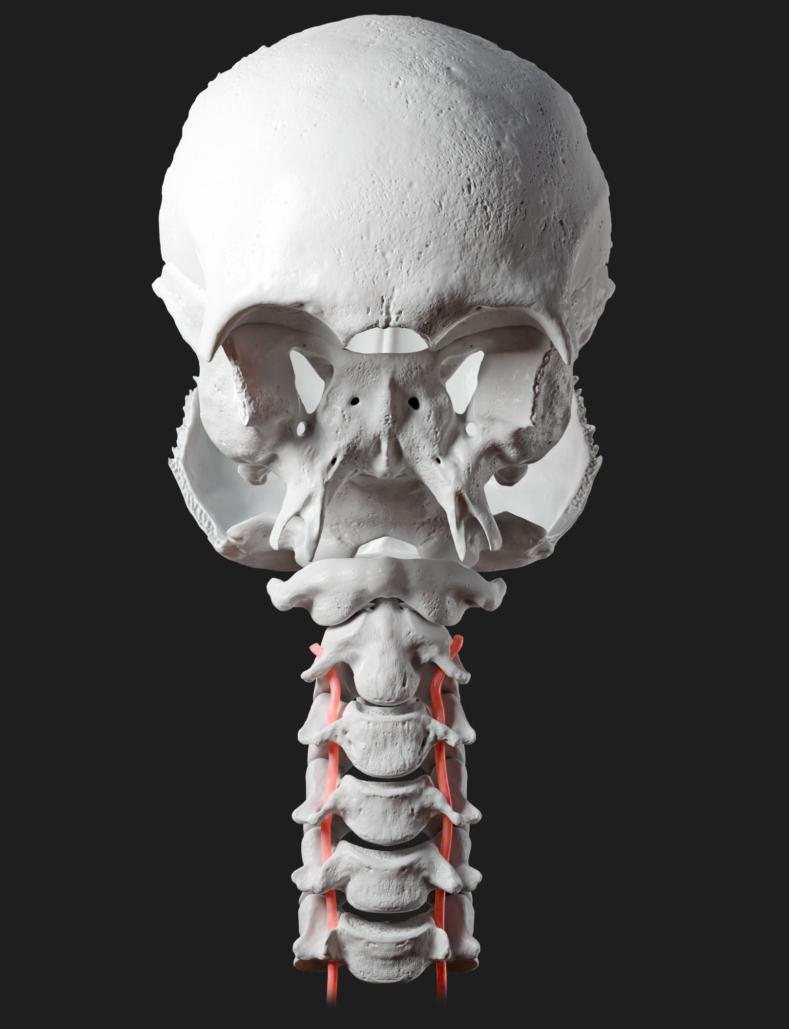 Vertebral artery